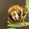 Eristalis nemorum